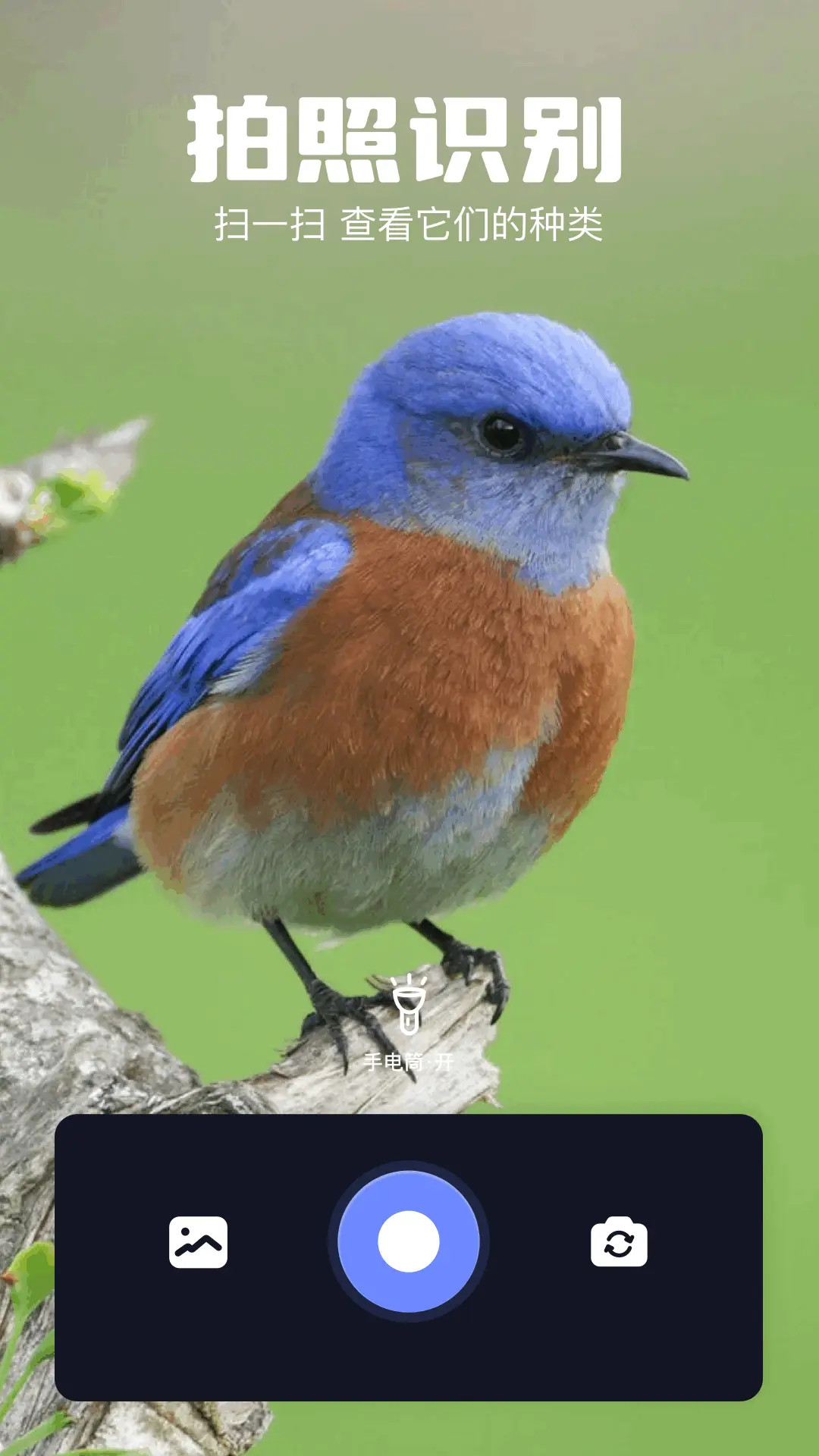 火焰鸟巢蕨 v1.6