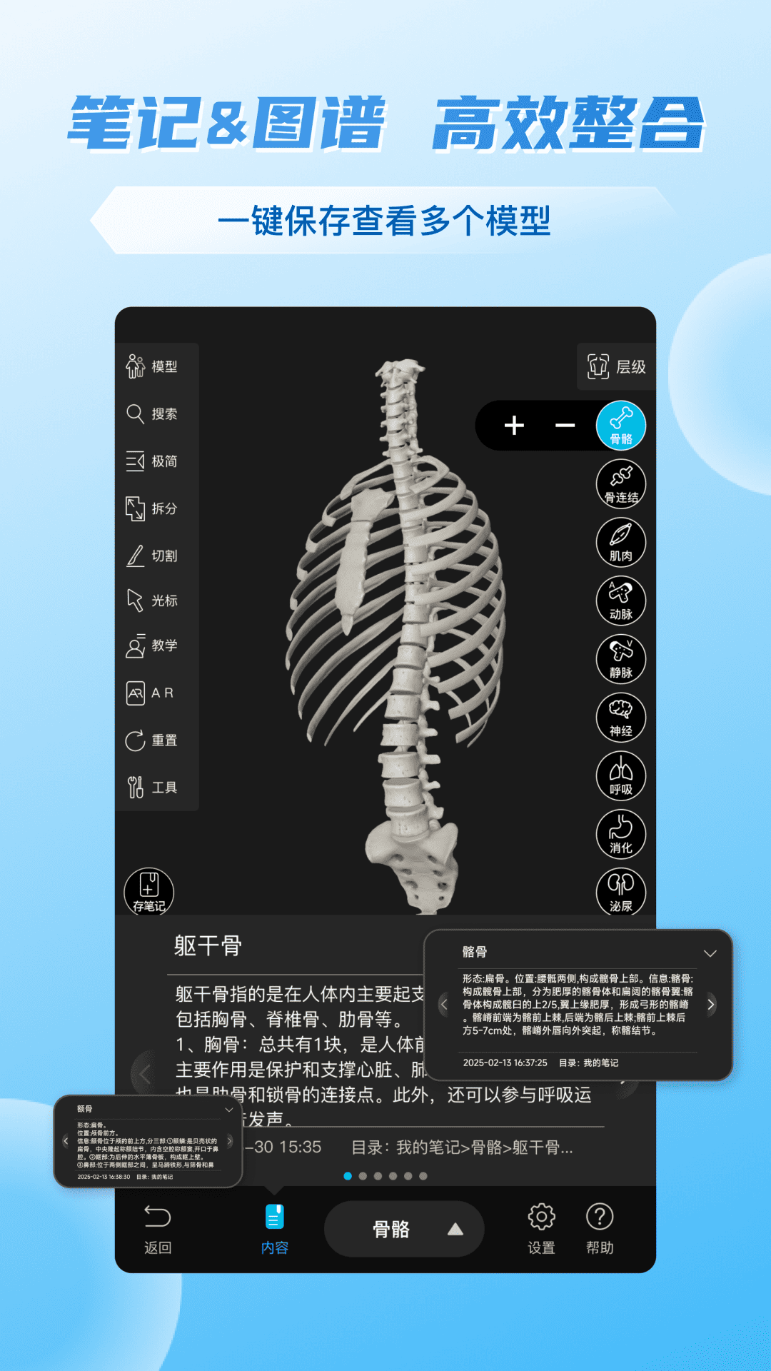 维萨里3D解剖
